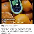 제주도 고당도 못난이 천혜향 5키로 (27420원/무배)3