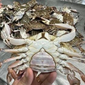 꽃게 알수율 100% 싱싱함이 가득한 서해안 활 암꽃게 1kg (34,000원/무료)5