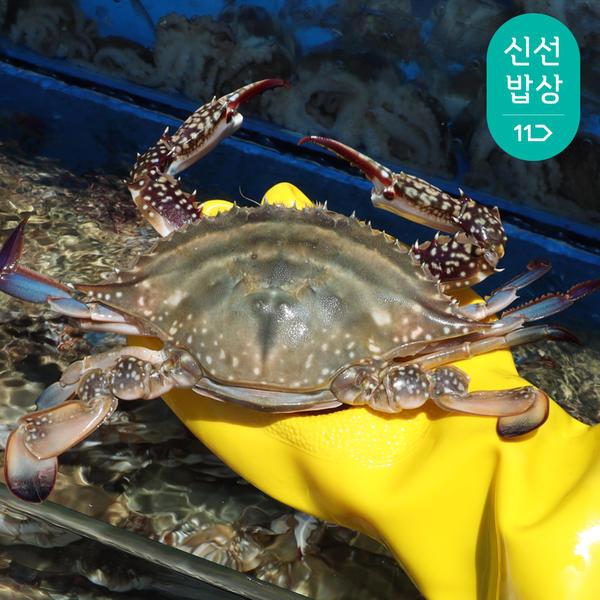 활꽃게 3-6미 1kg (35,960원/무배)3