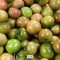 25년 첫 출하 대저토마토 2.5kg S/M/L 랜덤박스 (12,910원/무배)3