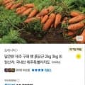 제주 구좌 햇 흙당근3kg 중(9,900원/무배)3