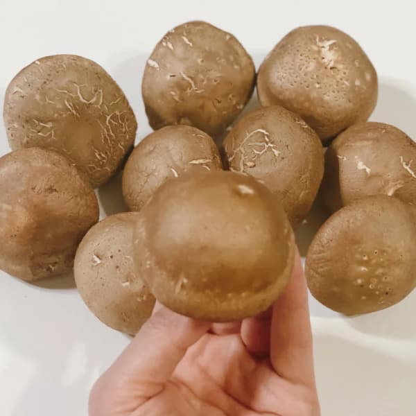 믿고먹는 국내산 생표고버섯 파지 1kg (8,939원/무료)