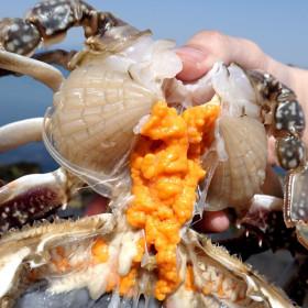 국내산 제철 활 암꽃게 알배기 1kg(4~6미내외) (카할24,240원/무료)1