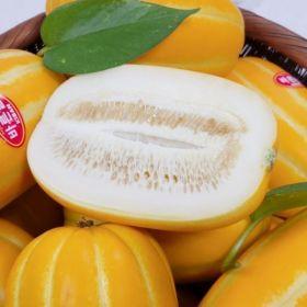 참외 랜덤과 5kg (10,140원/무료)5