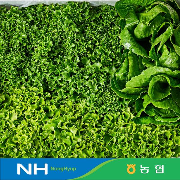 유러피안샐러드 채소 1kg 4종 (5,440원/무료)2