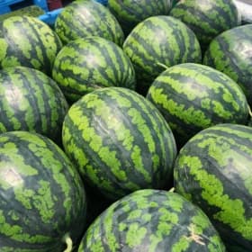 실속형 꿀수박 가정용 7kg 내외 (16,110원/무료)8