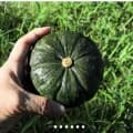 제주 보우짱 미니단호박 로얄과 2kg (7,820원/무료)1