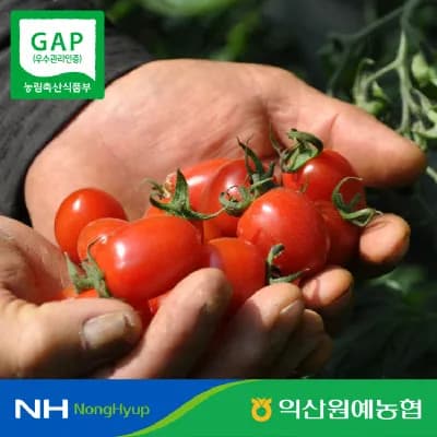 국내산 대추 방울 토마토 로얄과(1~3번과) 2kg (7,500원/무료)4