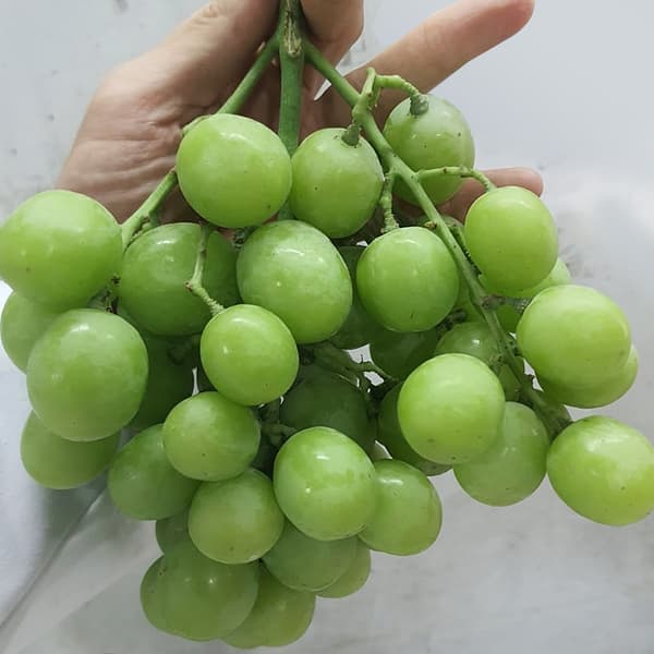 씨없는 청포도 4kg (13,900원/무료)6