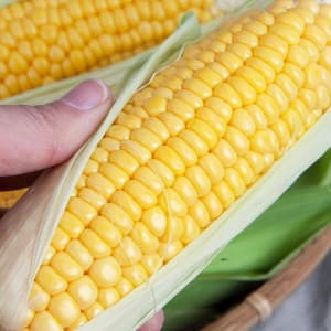 햇 고흥 초당옥수수 특품 15cm 내외 10개 (10,900원/무료)1