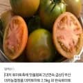 부산 대저농협정품 대저토마토 2.5kg 외 완숙토마토 방울토마토 (9,900원/무배)