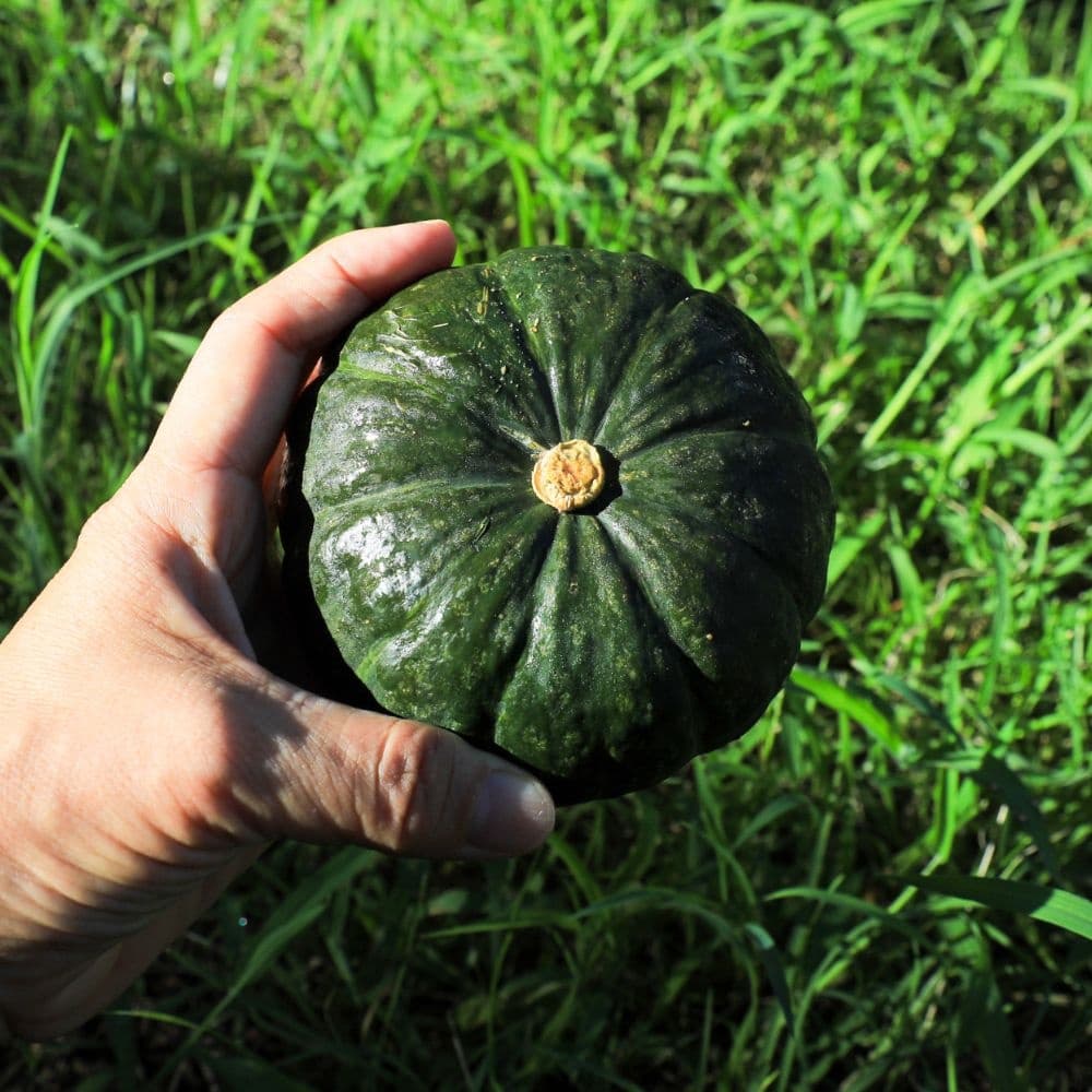 제주 보우짱 미니밤호박 단호박 2kg 로얄과 (8,000원/무료)