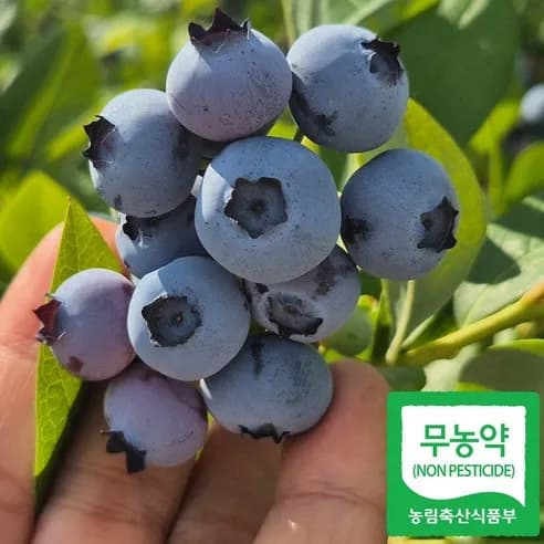 국내산 무농약 생 블루베리 1kg (30,900원/무배)2