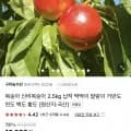 신비복숭아 2.5kg 로얄과 23-35과 (10,800원/무료)2