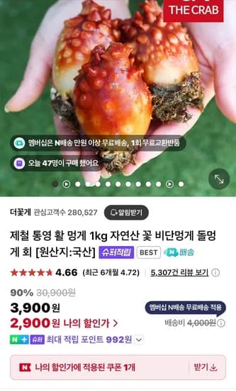 제철 통영 활 멍게 1kg (2,900원/네이버멤버십만 무배)1