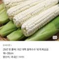 25년 괴산대학 찰옥수수 최상급 16cm~20cm 10개입 (8,900원/무료)3