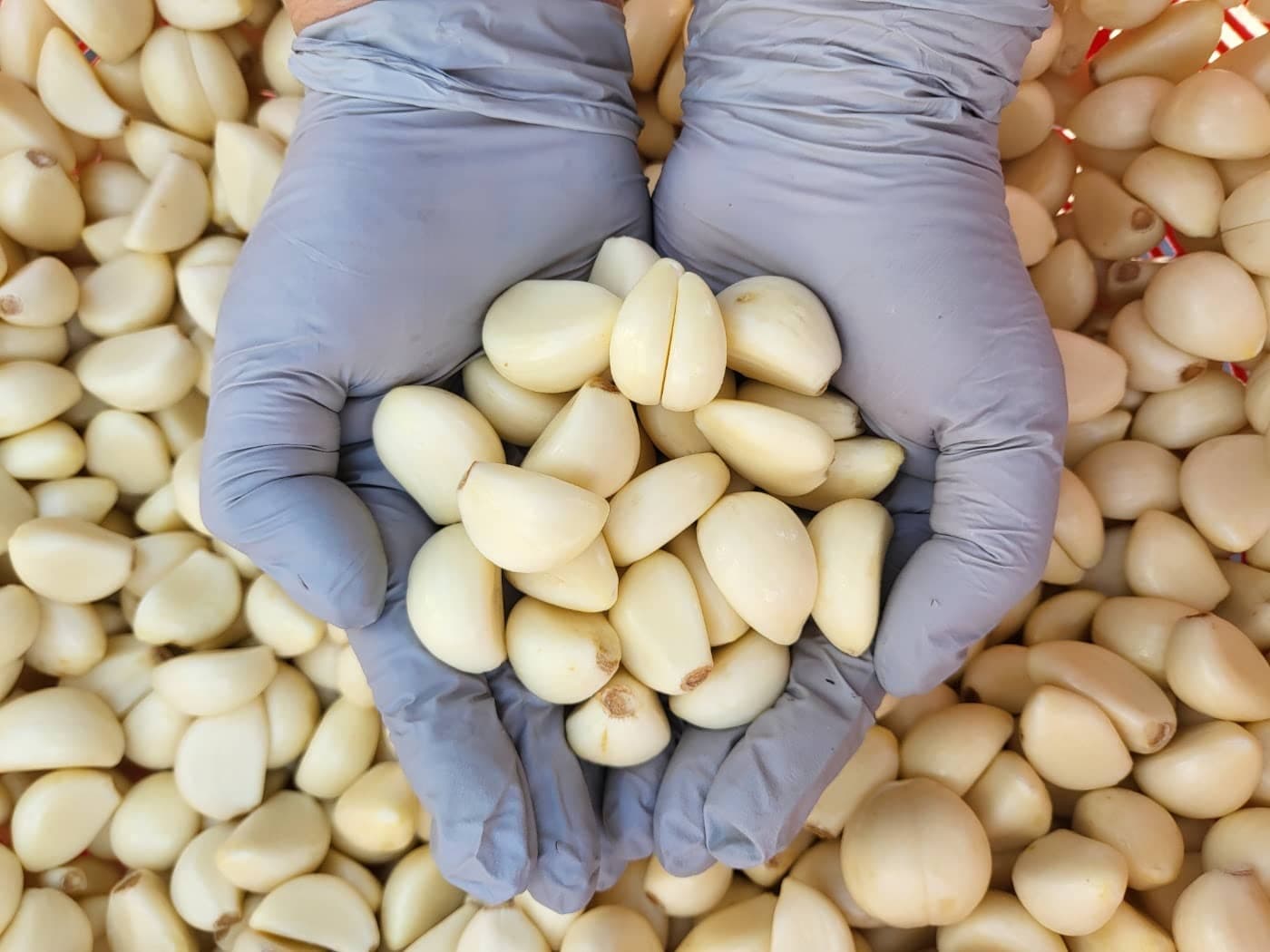 25년 무안 황토골 국산 깐마늘 1kg ( 대 ) (무배)1