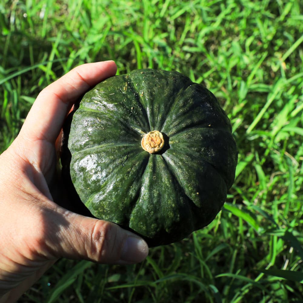 제주 보우짱 미니 밤호박 5kg (10,620원 / 무료)