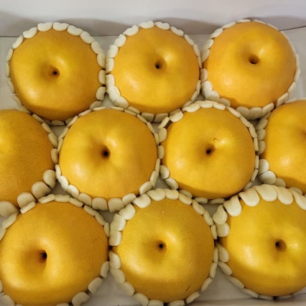 나주 가정용배 5kg (15,400원/무료)3