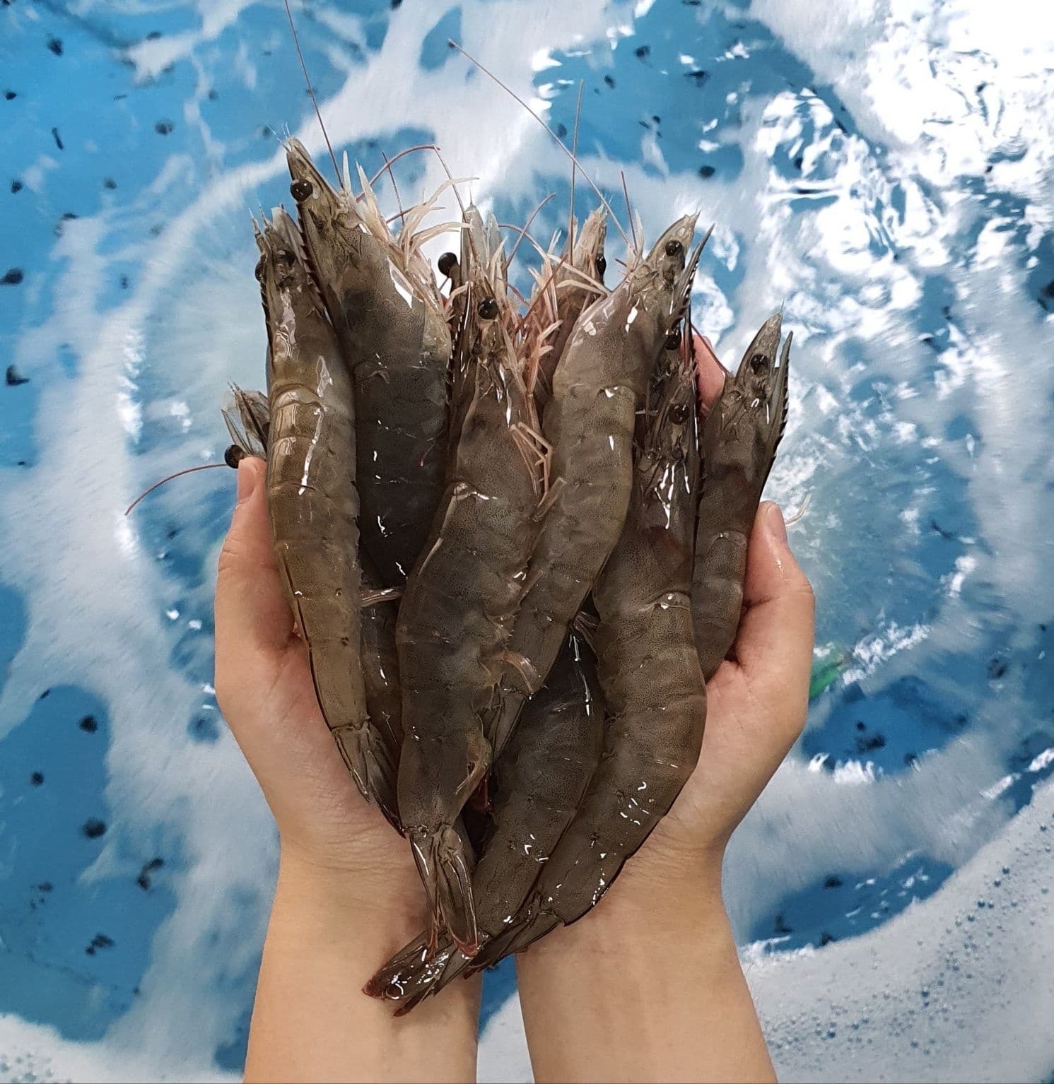 생물 흰다리새우 1kg 33-35미내외 (17,690원/무료)1