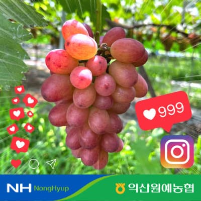 베니바라드 1.7kg
