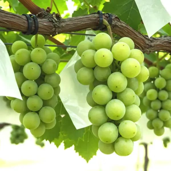 샤인머스켓 1kg 2수