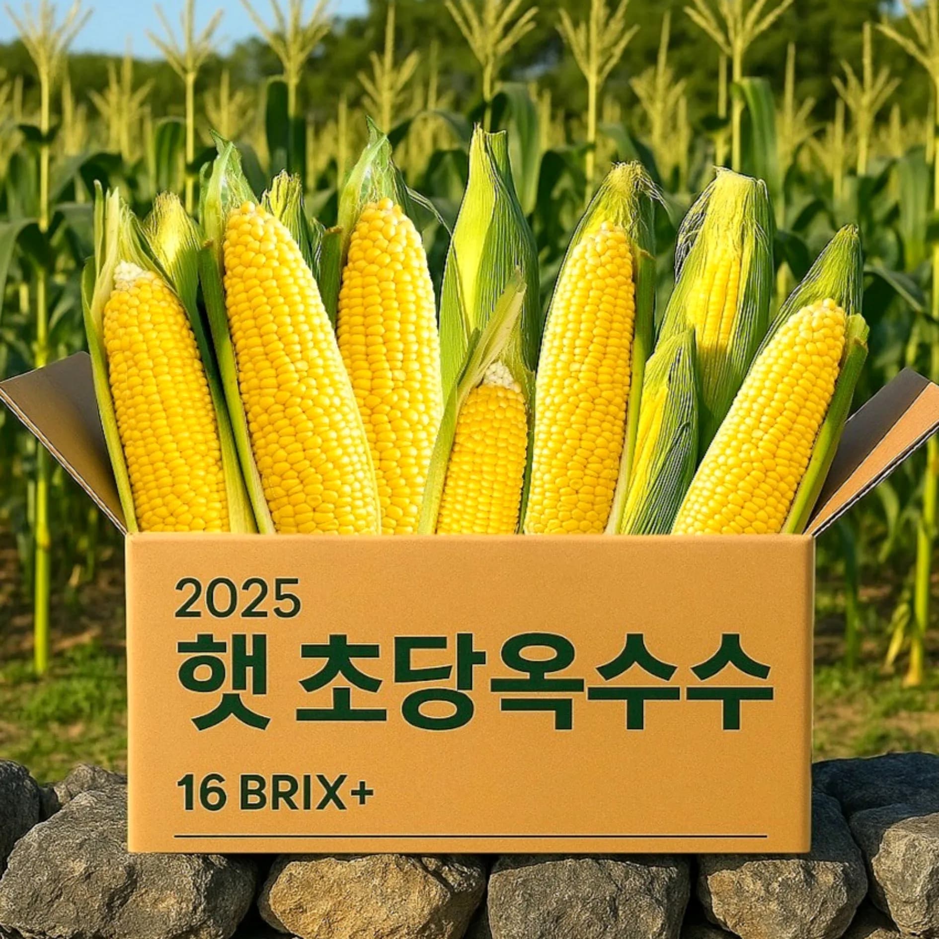국내산 햇 초당옥수수 중품 (10cm내외) 5/10/20개입 (7,074원/무료)