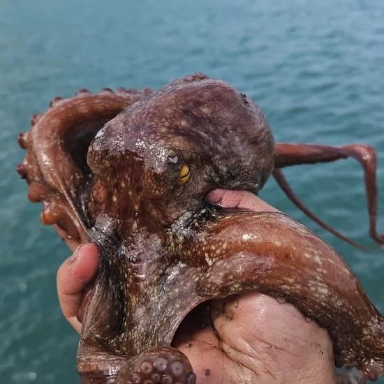 돌문어 1kg 1~3미