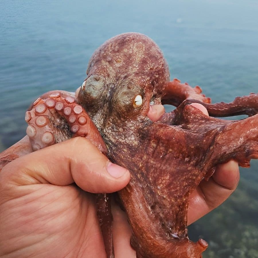 국산 자연산 돌문어 1kg 1-3미