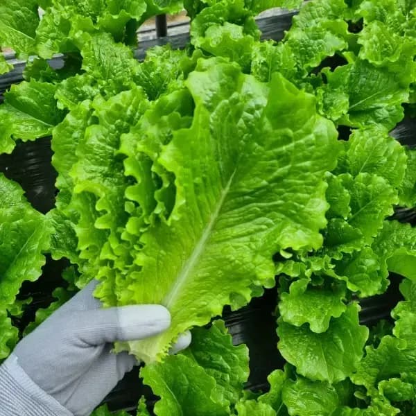 국내산 로메인 500g