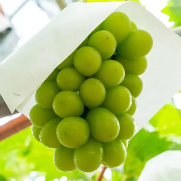국내산 씨없는 샤인머스켓 가정용 1kg
