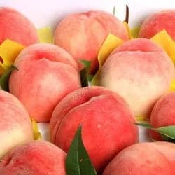 달콤한 백도 복숭아 4kg 20과내외