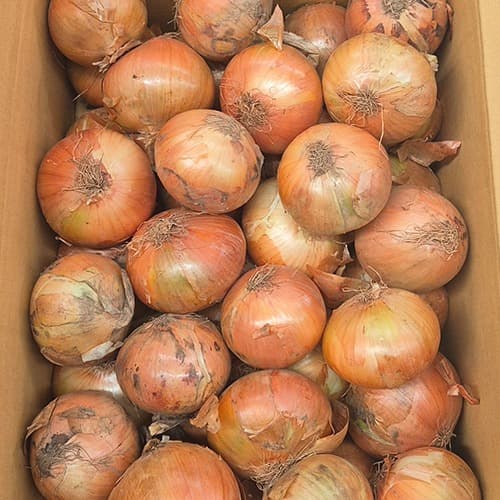 무안양파 중대 5kg