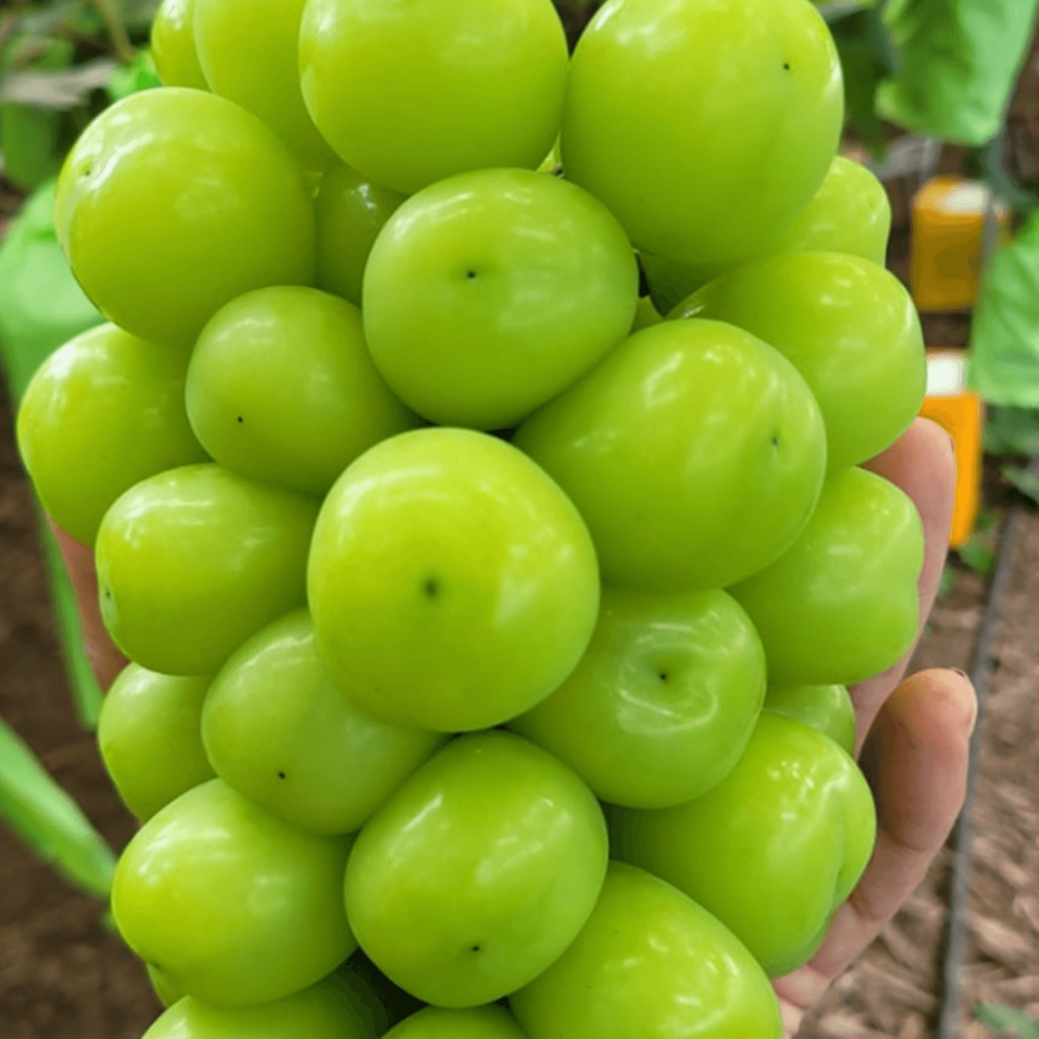고당도 샤인머스켓 2kg 4수