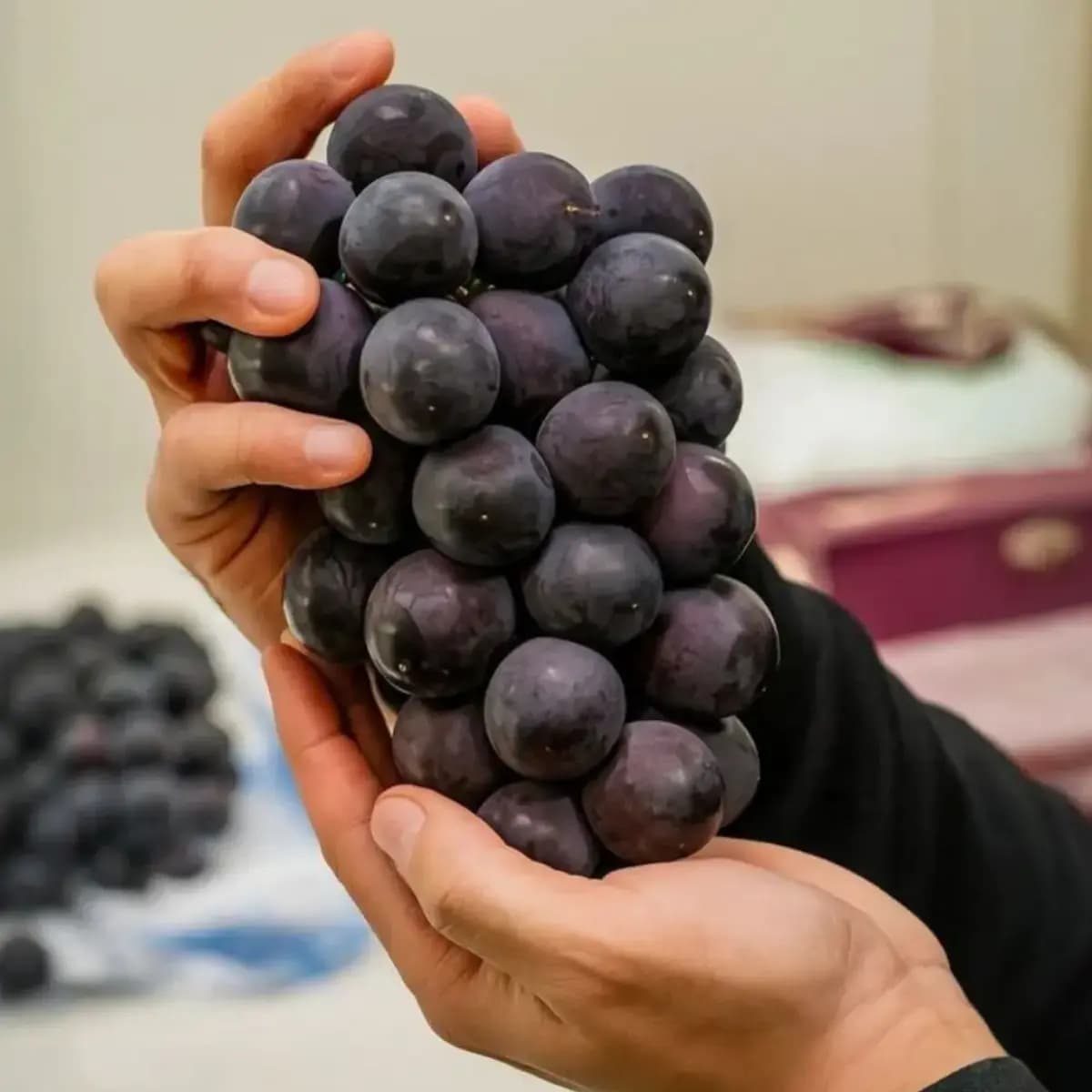 고당도 거봉포도 1kg