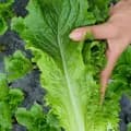 논산 청상추 아삭이 4kg
