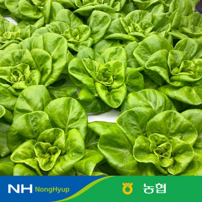 농협 선별 유러피언 샐러드 1kg