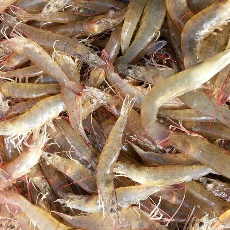 흰다리 생물 활새우 1kg 30-38미
