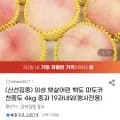 의성 백도 4kg 중과 19과내외