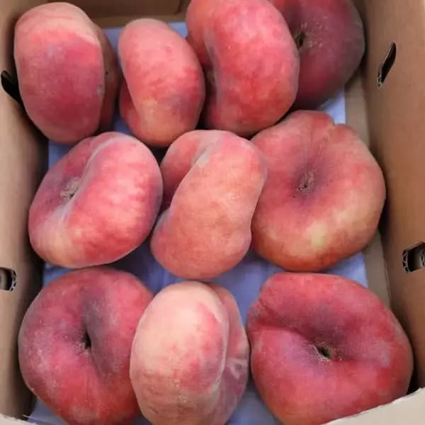 거반도 납작복숭아 1kg 6-10과
