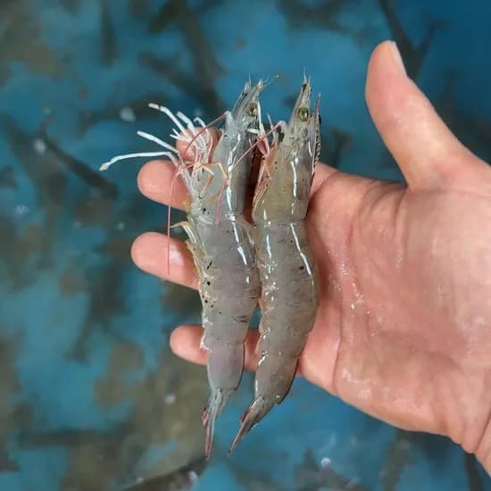 흰다리새우 1kg 24~25미