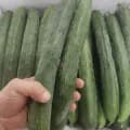 국산 취청오이 특상품 2kg