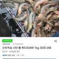 흰다리새우 1kg 30미 내외