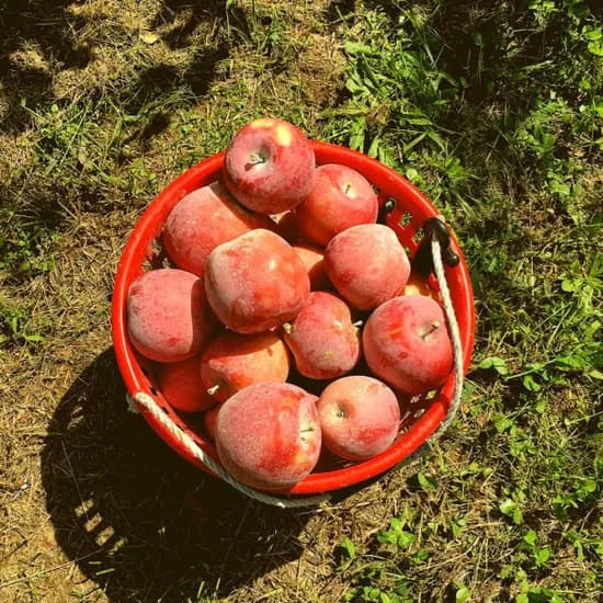 홍로사과 가정용 2kg 중소과