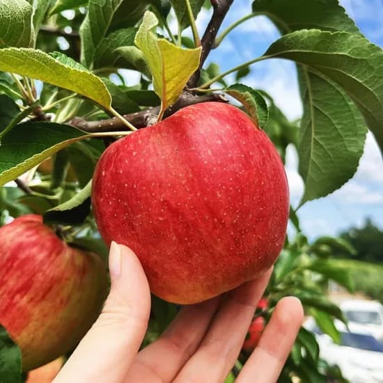 홍로 사과 중대과 2kg 7-9과