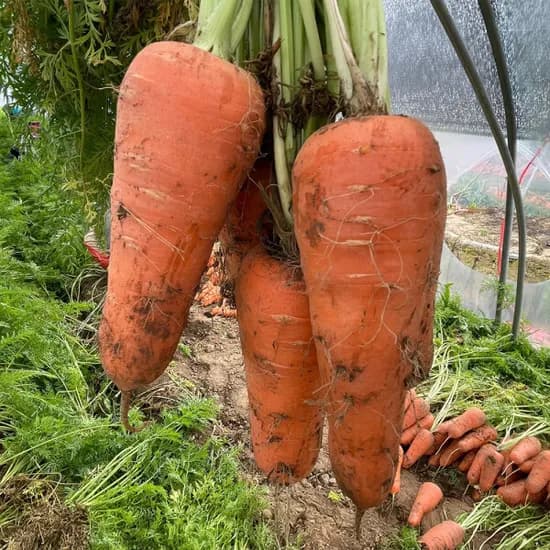 국내산 경남 흙당근 중 5kg