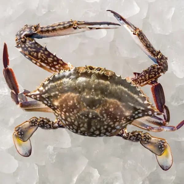 2025 제철 꽃게 생물 숫꽃게 1kg