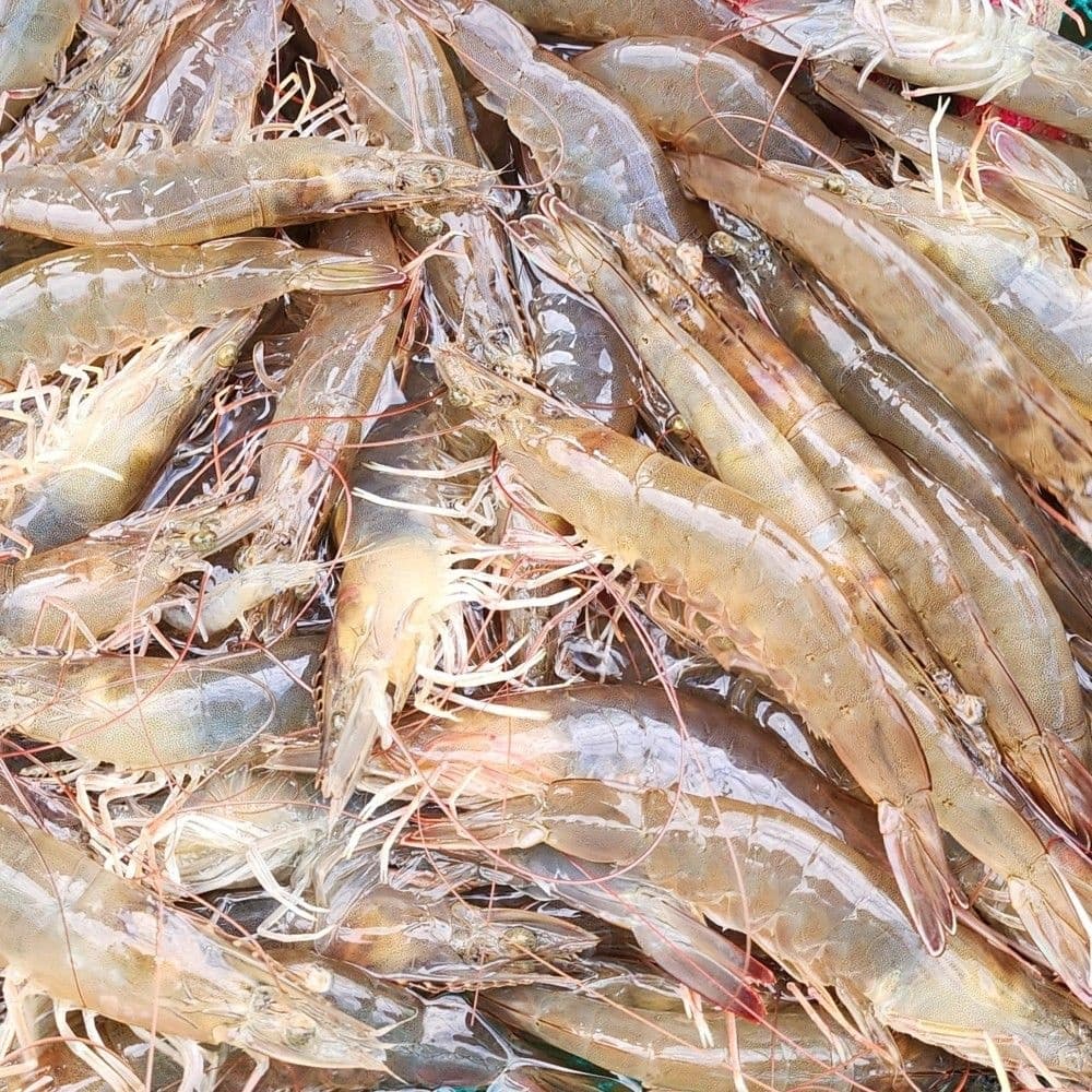 흰다리새우 1kg 25미내외