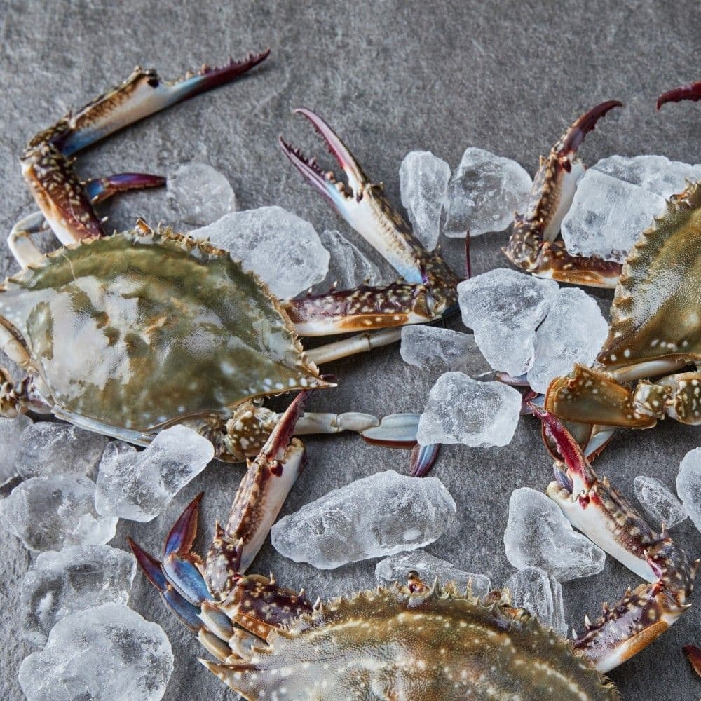 딜크릿 서해안 제철 활 숫꽃게 1kg (3-5미) 외