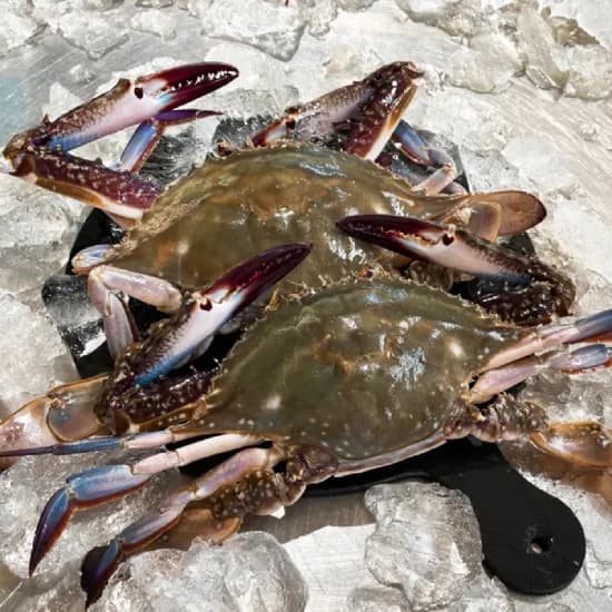 국내산 활 숫꽃게 15.96kg